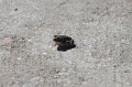 IMG_1718.CR2